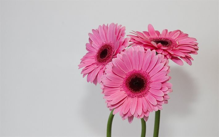gerbere rosa, bouquet di gerbere, fondo con fiori rosa, gerbera, fiori rosa