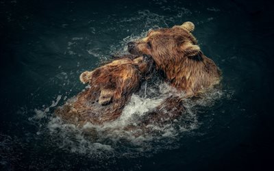 bear, river, wildlife, water