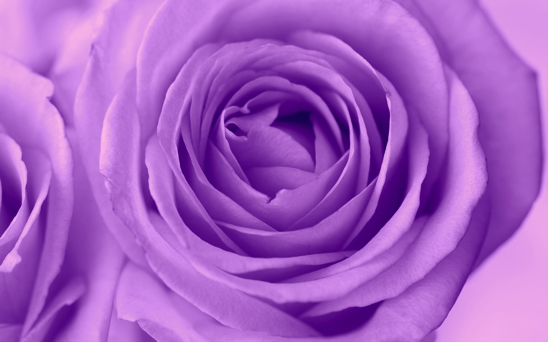 Дамасская роза фиолетовая
