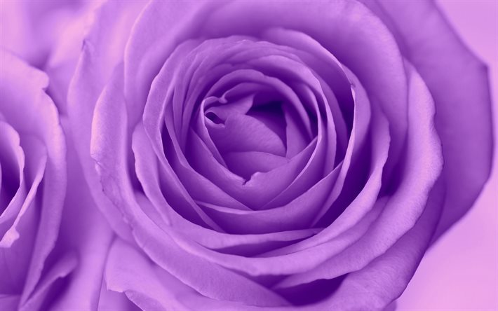 viola, rosa, bocciolo di rosa, fiore viola