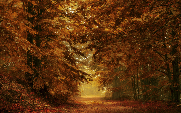 autumn forest, park, yellow leaves, autumn, path in the forest