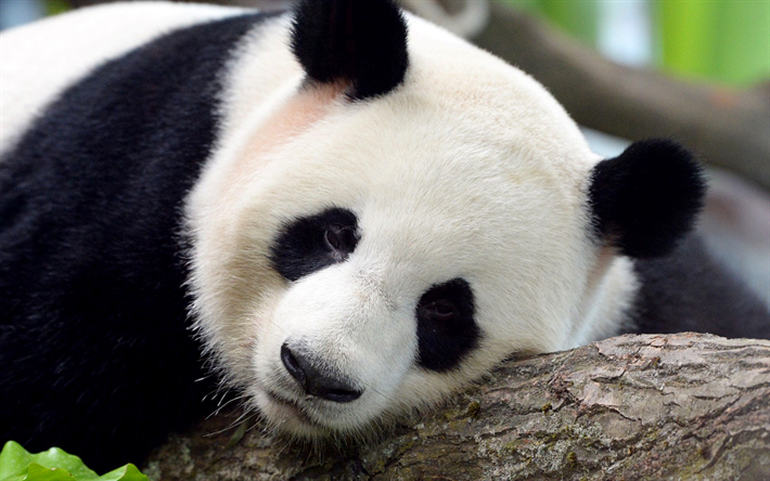 jiao qing, panda, niedliche tiere, zoo, pandas