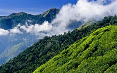 4k, tea plantation, India, hills, mountains, summer
