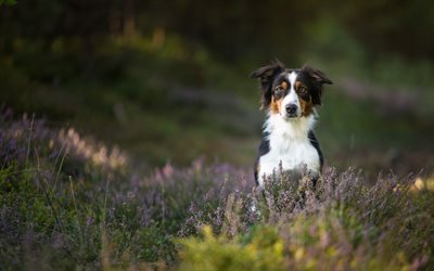 Berner Sennenhund, lawn, pets, sennenhund, summer, dogs, Bernese Mountain Dog, cute animals, Berner Sennenhund Dog