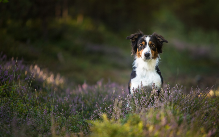 Bernese Mountain Dog, gramado, animais de estima&#231;&#227;o, mountain dog, ver&#227;o, cachorros, animais fofos, Bernese Mountain Dog C&#227;o