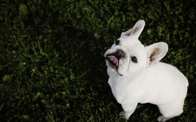 fransk bulldog, close-up, hundar, gr&#246;nt gr&#228;s, gr&#228;smatta, vit fransk bulldog, husdjur, s&#246;ta djur, bulldogs