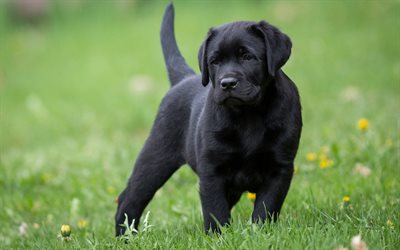 Labradorinnoutaja, musta pieni pentu, vihre&#228; ruoho, lemmikit, koirat, musta labradorinnoutaja
