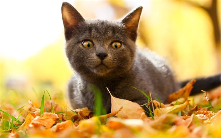 petit chaton gris, jaune, feuilles, automne, chat britannique, des animaux mignons, des chats