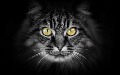 Maine Coon, ojos amarillos, gris, gato, gato esponjoso, hocico, animales lindos, jengibre, mascotas, gatos, gato dom&#233;stico, Gato de Coon de Maine
