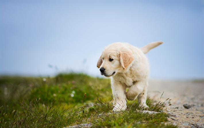 Golden retriever, pequeno fofo filhote de cachorro, c&#227;o bonito, animais de estima&#231;&#227;o, labrador, cachorro