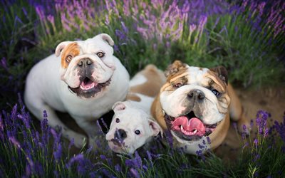 englische bulldogge, familie, niedliche hunde, haustiere, lavendel, hunde