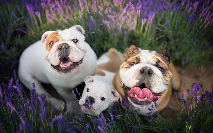 bulldog inglese, famiglia, carino cani, animali domestici, lavanda, cani