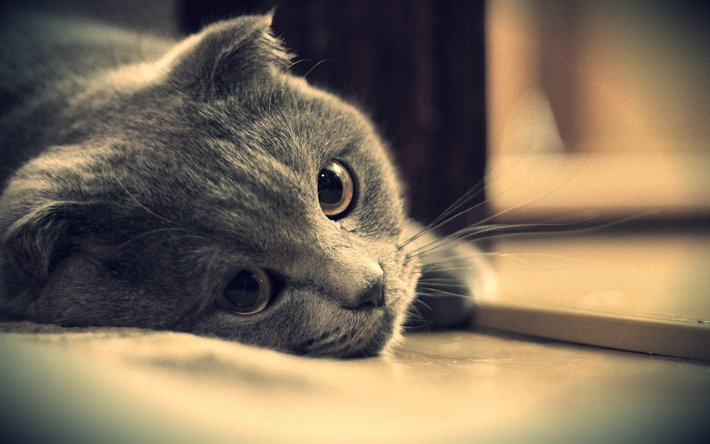 British Shorthair, close-up, o gato dom&#233;stico, bokeh, gato cinzento, animais de estima&#231;&#227;o, gatos, animais fofos, Gato British Shorthair