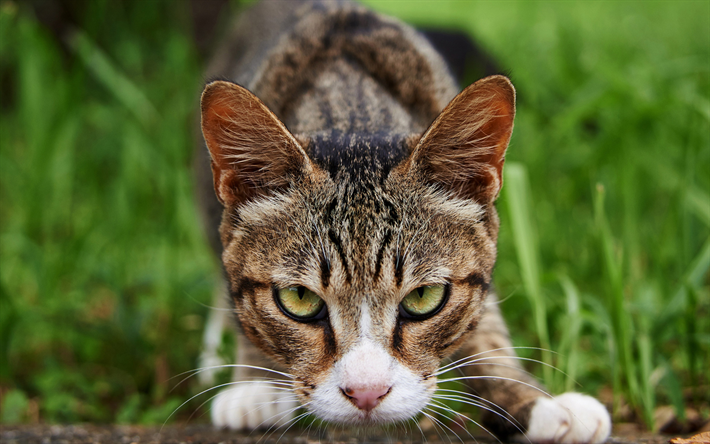 American Wirehair, cat with green eyes, cute animals, beautiful cat, pets, cats