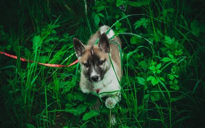 Akita, c&#233;sped, mascotas, perros, peque&#241;os akita, cachorro, animales lindos, Akita Inu Perro