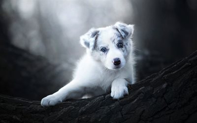 Australian Shepherd, forest, bokeh, cute Aussie, autumn, pets, dogs, Aussie, Australian Shepherd Dog, Aussie Dog
