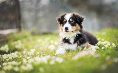 ボーダー Collie, 黒褐色の犬, 緑の芝生, ペット, 犬, ふわふわの大きな犬