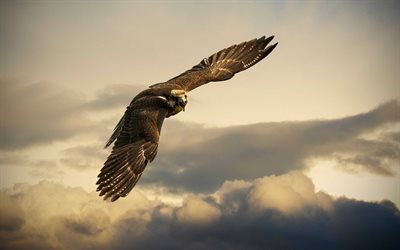 falcons, Peregrine, predatory birds, bird, flight