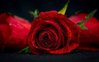 red rose, water drop, red flower, rosebud, bokeh