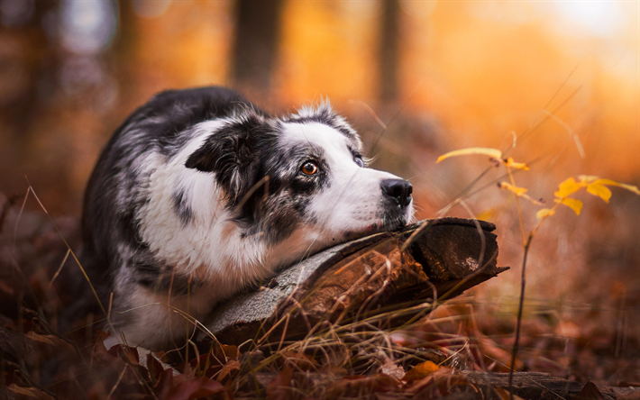 Australian Shepherd Dog, Aussie, dog, cute animals, pets, autumn, yellow leaves