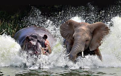 behemoth, elephant, wildlife, lake, wild animals, hippopotamus