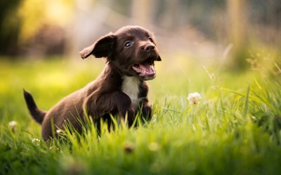 small puppy, spaniel, small dog, cute animals, nature, green grass