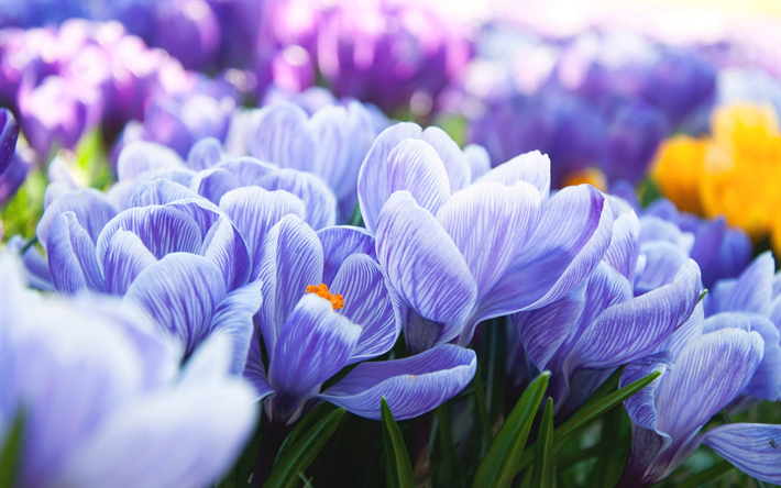 先生の授業も分かり易く楽, 紫色の花, 花, 野の花
