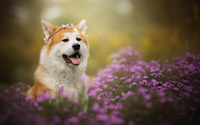 秋田犬, かわいい動物たち, 犬, 花