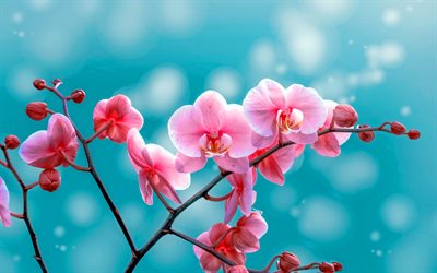 pink orchids, tropical flowers, orchids branch, pink flowers, orchids