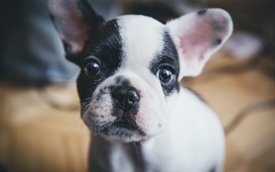 French Bulldog, small dog, puppy, pets, cute animals