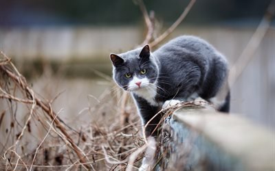 4k, British Shorthair, funny gray, domestic cat, close-up, bokeh, pets, cats, cute animals, British Shorthair Cat
