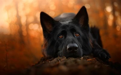 Black German Shepherd, close-up, bokeh, cute animals, autumn, German Shepherd, dogs, black dog, German Shepherd Dog