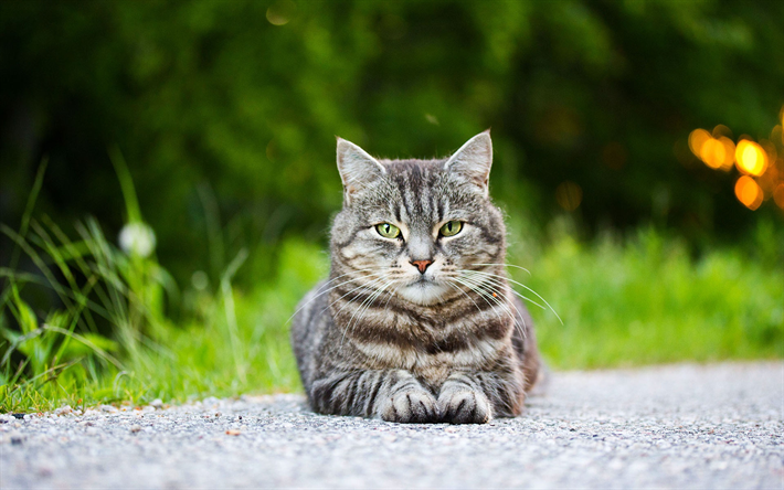 アメリカshorthair猫, 灰色猫, かわいい動物たち, ペット, 道路, ブラー