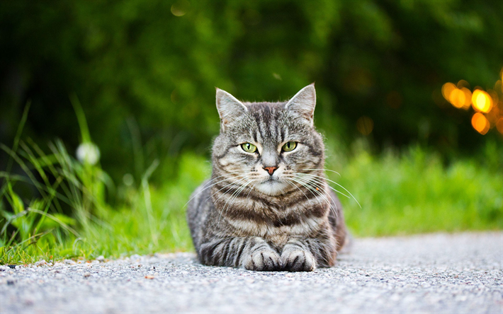 amerikansk korth&#229;r katt, gr&#229; katter, s&#246;ta djur, husdjur, road, osk&#228;rpa