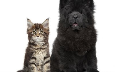 chow chow, black puppy, maine coon, small gray kitten, cats, dogs, friends, kitten and puppy, cat and dog, friendship concepts