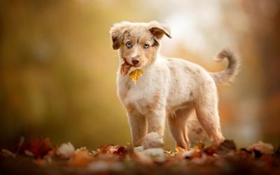 little beige puppy, aussie, cute little dog, australian shepherd, autumn, yellow leaves, dogs