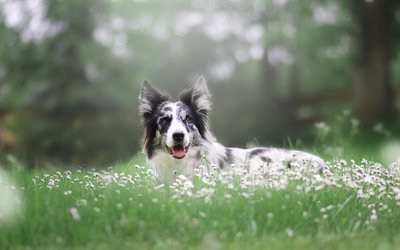 border collie, white dog, spotted dog, green grass, pets, dogs