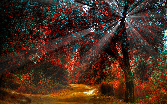 outono, floresta, amarelo &#225;rvores, raios de sol, bela natureza