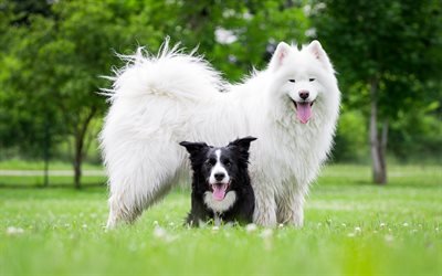 white big dog, samoyed, border collie, friends, cute animals, dogs, friendship concepts