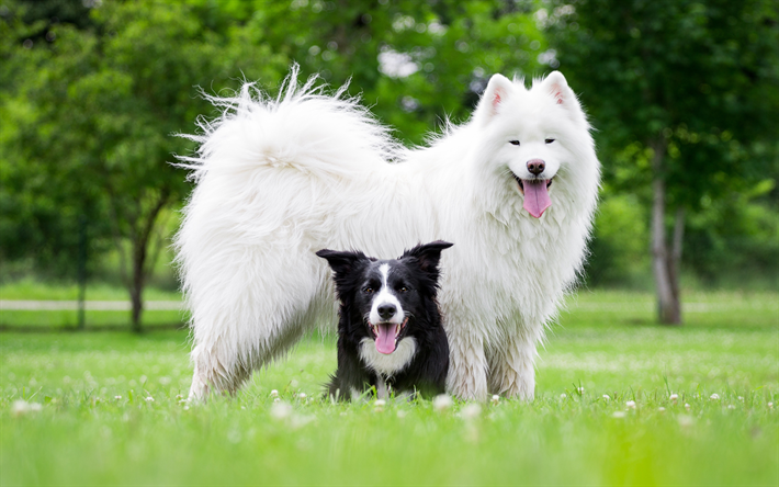 vit stor hund, samojed, border collie, v&#228;nner, s&#246;ta djur, hundar, v&#228;nskap begrepp