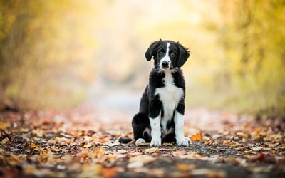 Border Collie, bokeh, puppy, black dog, autumn, pets, black border collie, dogs, Border Collie Dog, cute animals