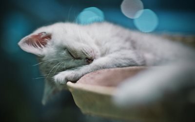 Ragdoll, kitten, denectic cat, sleeping cat, bokeh, cute animals, cats, pets