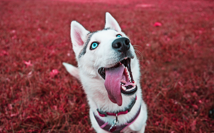 4k, シベリアンハスキー, 子犬, 青い眼, かわいい動物たち, 秋, ハスキー犬, 犬, シベリアンハスキー犬, ハスキー