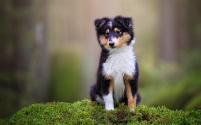 Sheltie, black collie, fluffy black puppy, small cute puppy, dogs, pets
