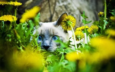 Siamese Cat, lawn, fluffy cat, bokeh, domestic cat, pets, cute animals, cats, Siamese