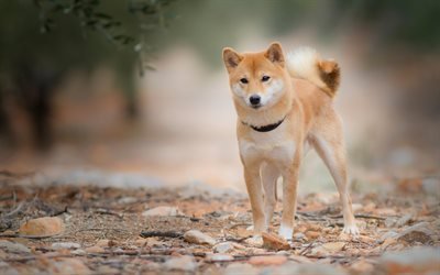 Shiba Inu, ginger young dog, pets, dogs, puppy, japanese dog