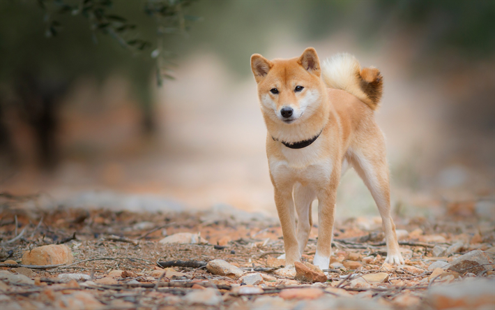 Le Shiba Inu, le gingembre, le jeune chien, animaux de compagnie, chiens, chiot, chien japonais