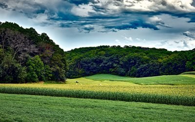America, corn field, forest, green grass, summer, Wisconsin, USA