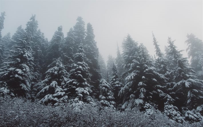 bosque, invierno, nieve, &#225;rboles, paisaje de invierno