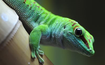 gecko, lizard, reptile, green lizard